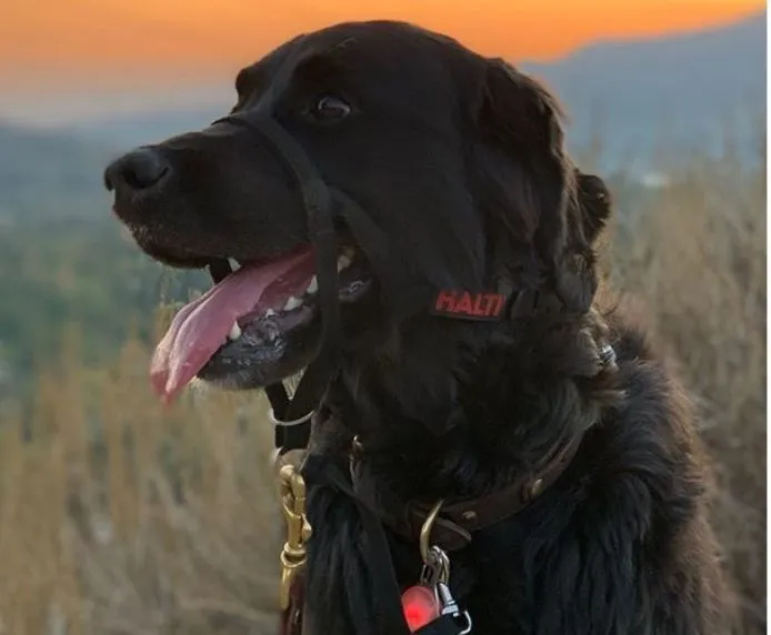 Halti OptiFit Head Collar