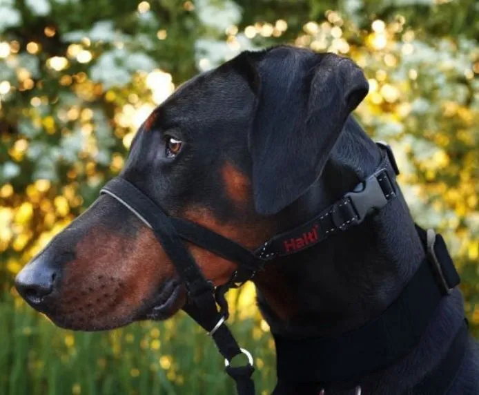 Halti OptiFit Head Collar